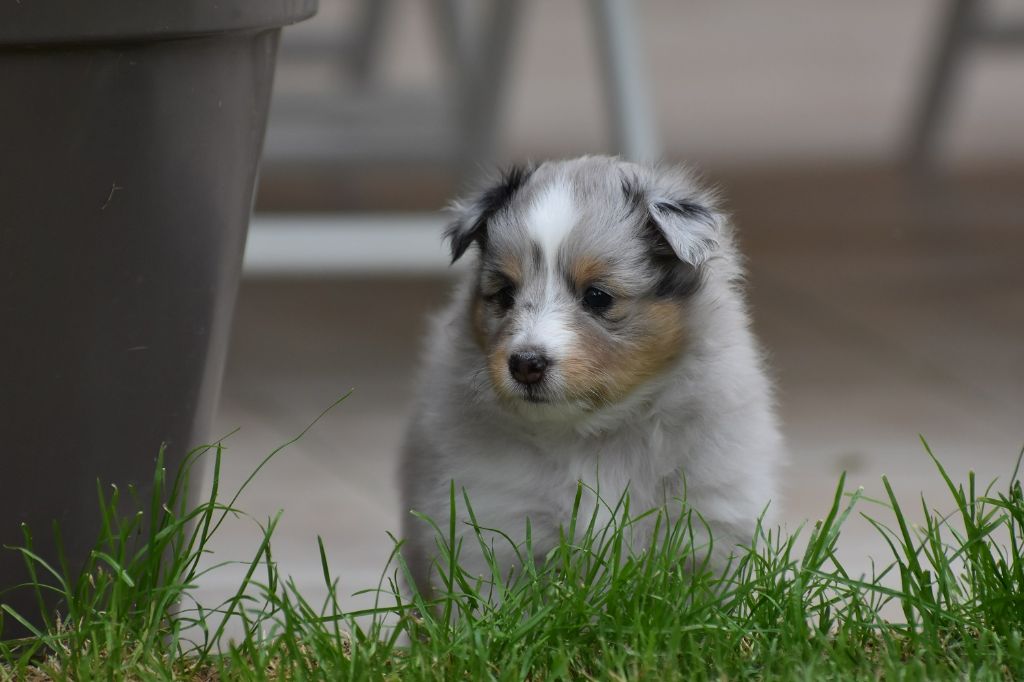 du Domaine du Carpé - Chiot disponible  - Shetland Sheepdog