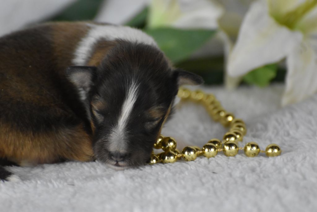 du Domaine du Carpé - Chiot disponible  - Shetland Sheepdog