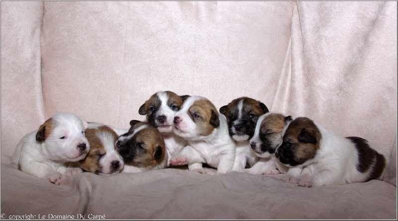 du Domaine du Carpé - Jack Russell Terrier - Portée née le 04/02/2012