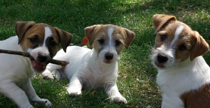 chiot Jack Russell Terrier du Domaine du Carpé