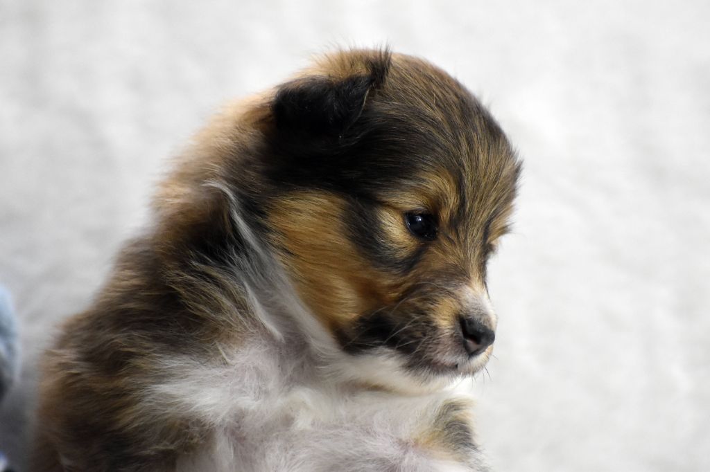 du Domaine du Carpé - Chiot disponible  - Shetland Sheepdog