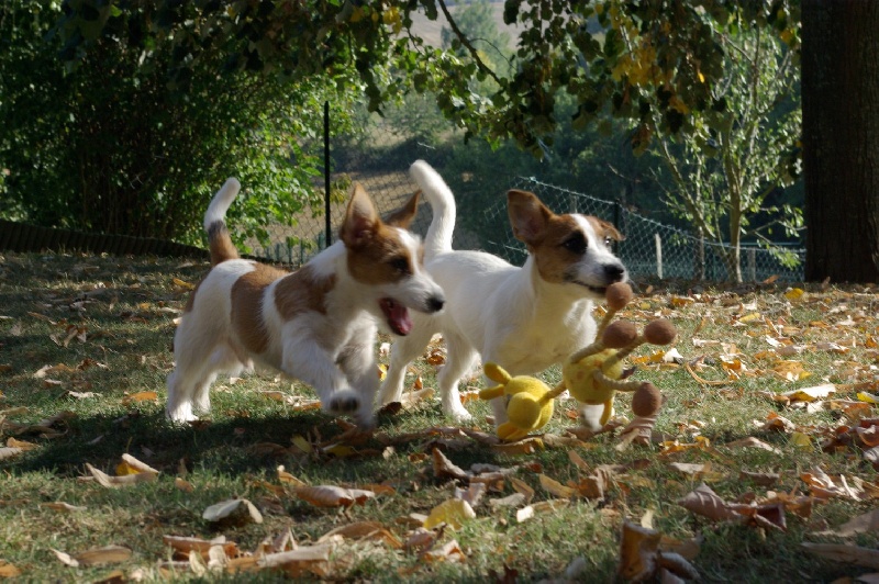 du Domaine du Carpé - Jack Russell Terrier - Portée née le 28/04/2011