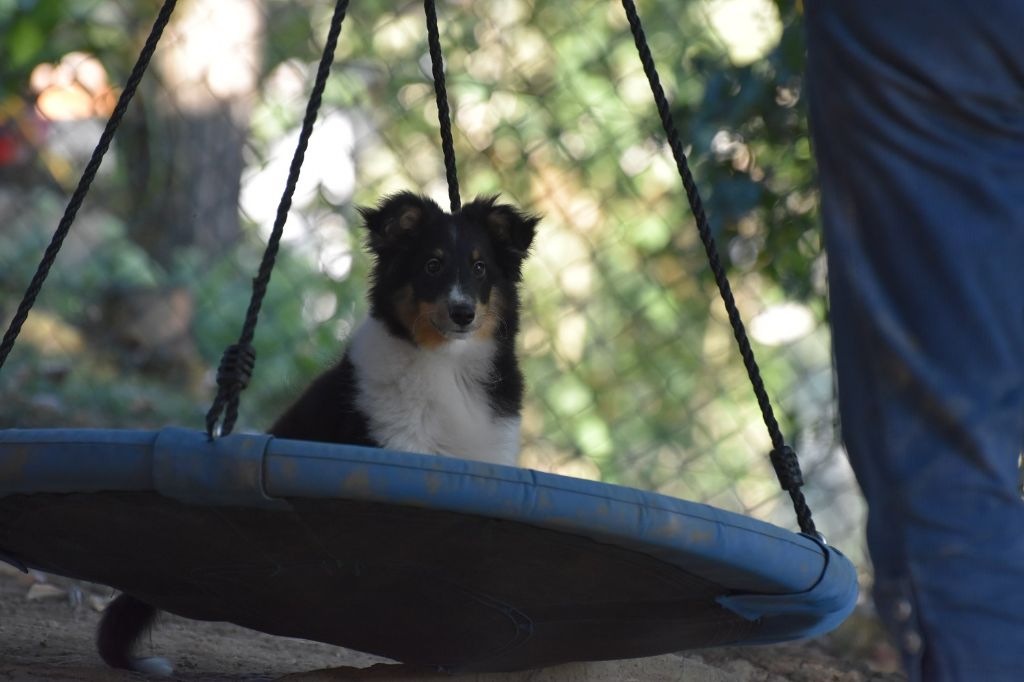 du Domaine du Carpé - Chiot disponible  - Shetland Sheepdog