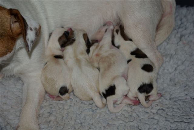 du Domaine du Carpé - Jack Russell Terrier - Portée née le 11/05/2009