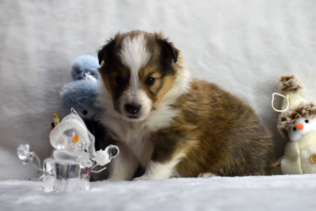 du Domaine du Carpé - Chiot disponible  - Shetland Sheepdog