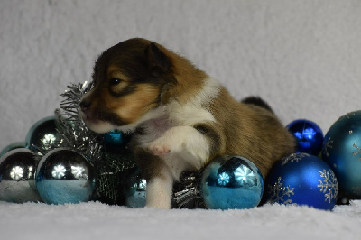 du Domaine du Carpé - Shetland Sheepdog - Portée née le 14/12/2024