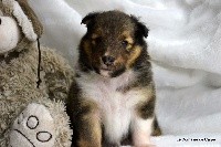 du Domaine du Carpé - Shetland Sheepdog - Portée née le 25/07/2017