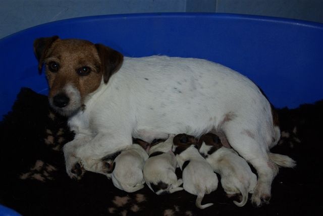 du Domaine du Carpé - Jack Russell Terrier - Portée née le 31/03/2010
