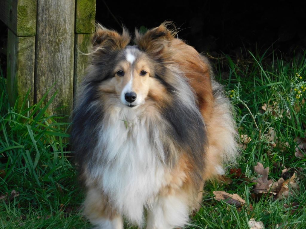 Idle wild du Domaine du Carpé