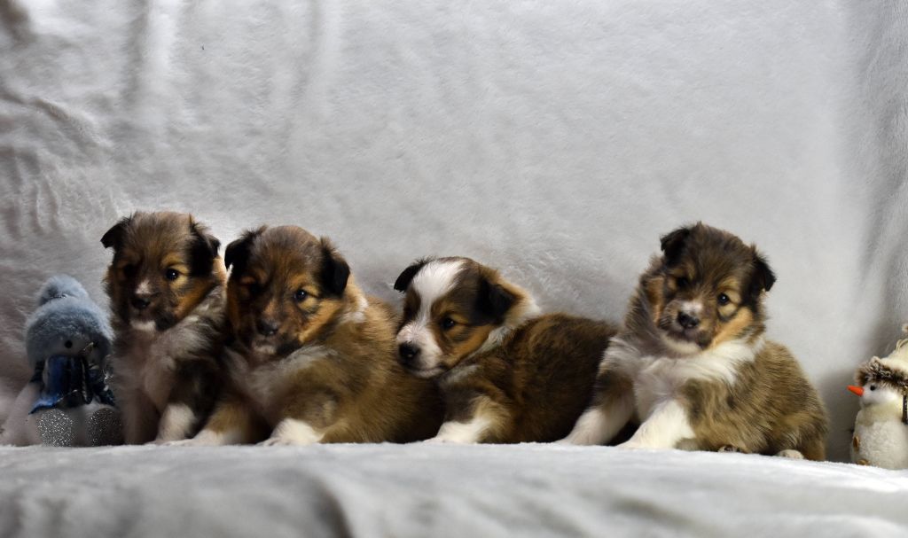 Des chiots fauves charbonnés disponibles !