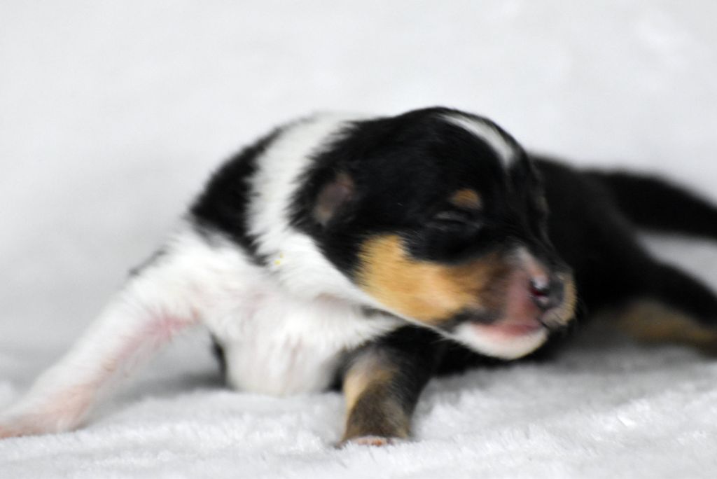 du Domaine du Carpé - Chiots disponibles - Shetland Sheepdog