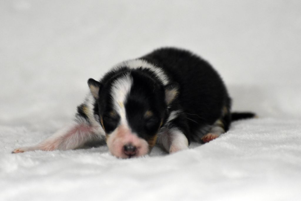 du Domaine du Carpé - Chiots disponibles - Shetland Sheepdog