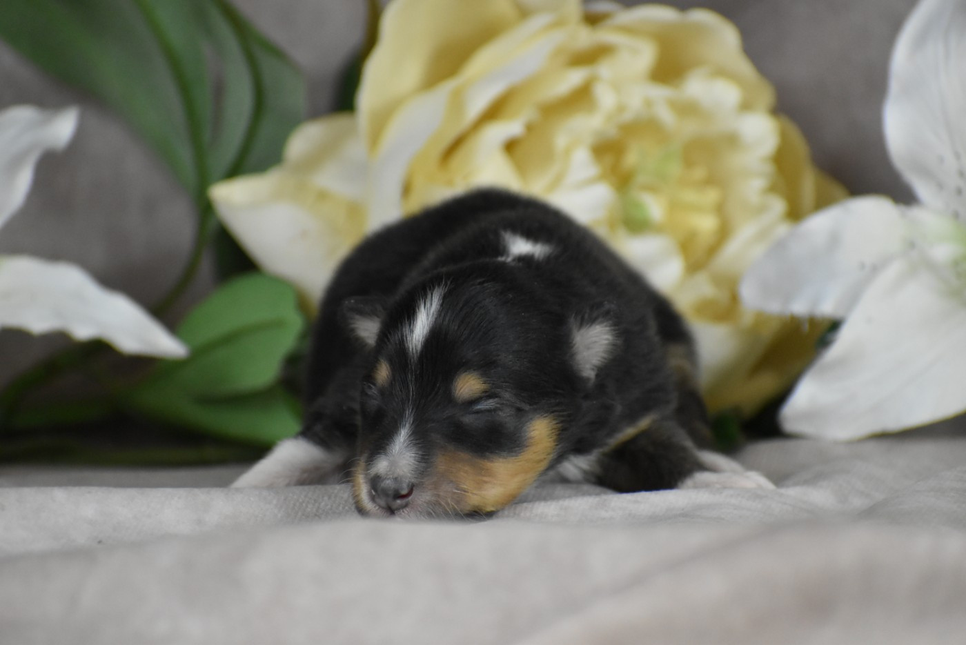 du Domaine du Carpé - Chiots disponibles - Shetland Sheepdog