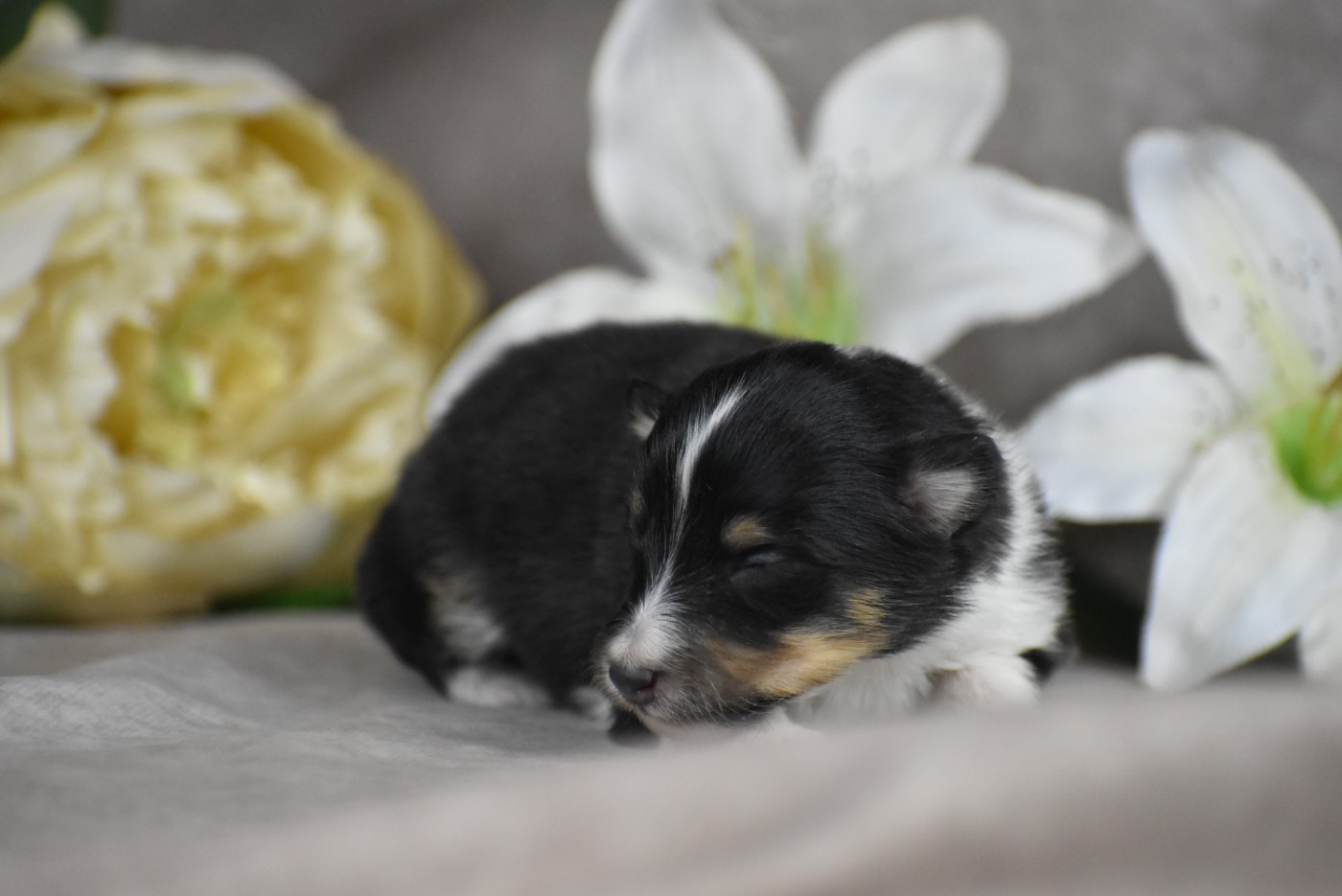 du Domaine du Carpé - Chiots disponibles - Shetland Sheepdog