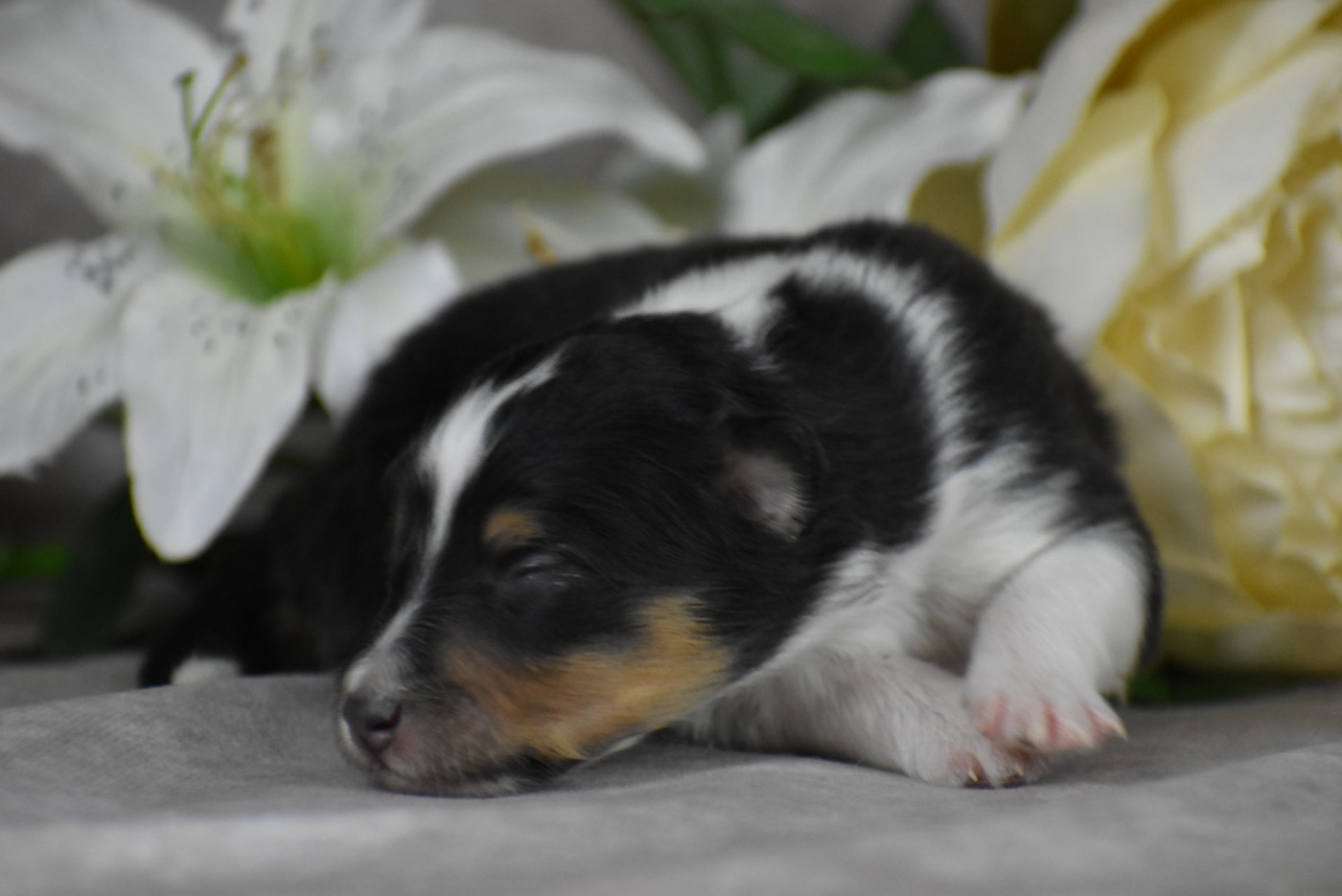 du Domaine du Carpé - Chiots disponibles - Shetland Sheepdog