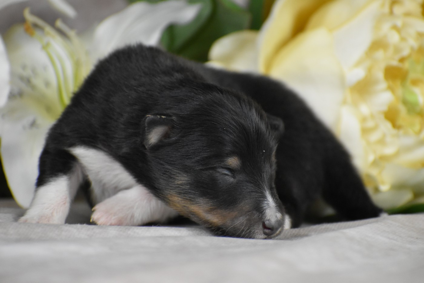 du Domaine du Carpé - Chiots disponibles - Shetland Sheepdog