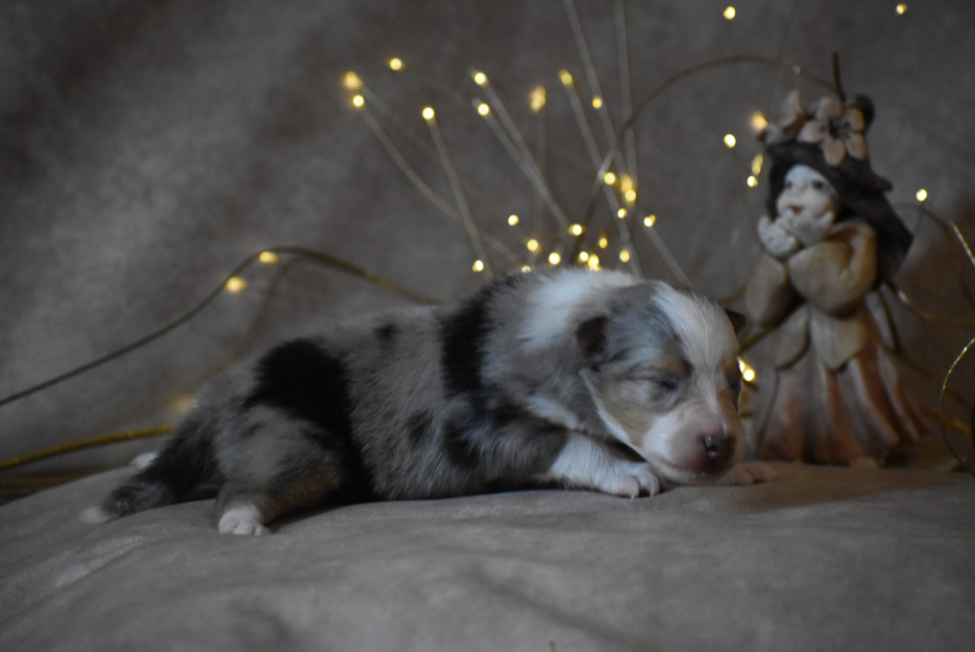 du Domaine du Carpé - Chiots disponibles - Shetland Sheepdog