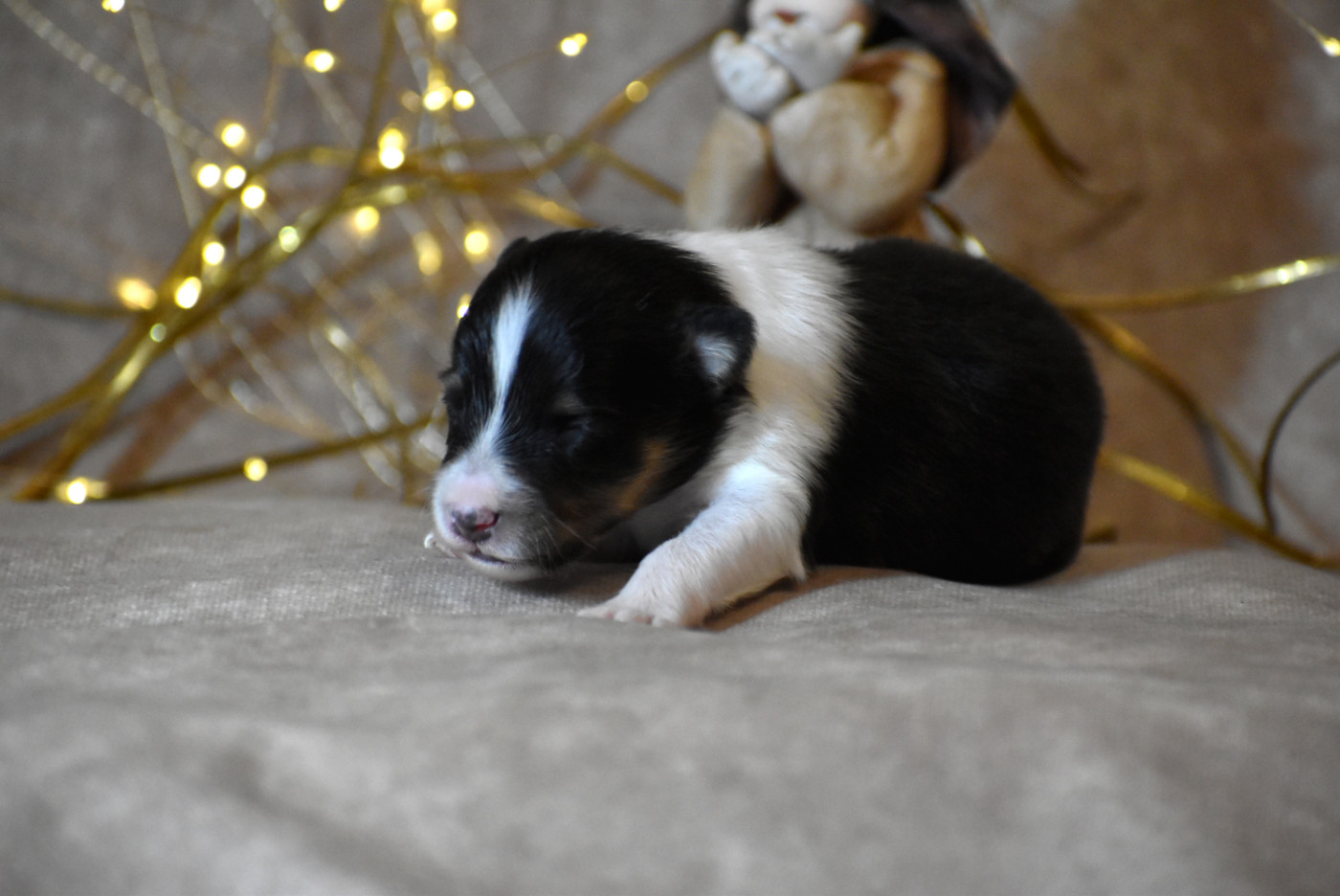 du Domaine du Carpé - Chiots disponibles - Shetland Sheepdog