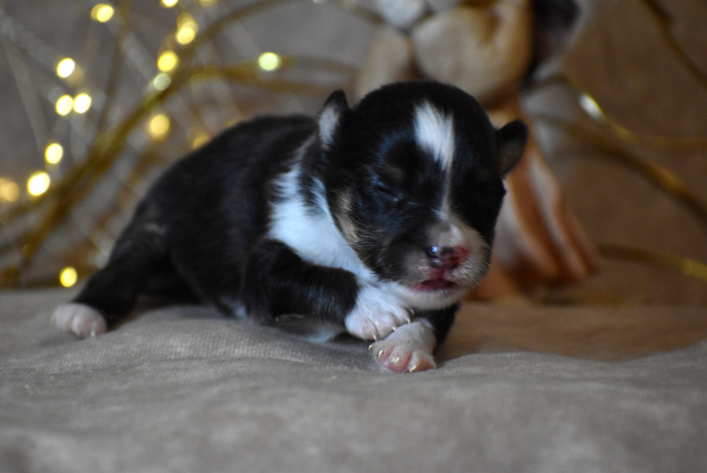 du Domaine du Carpé - Chiots disponibles - Shetland Sheepdog
