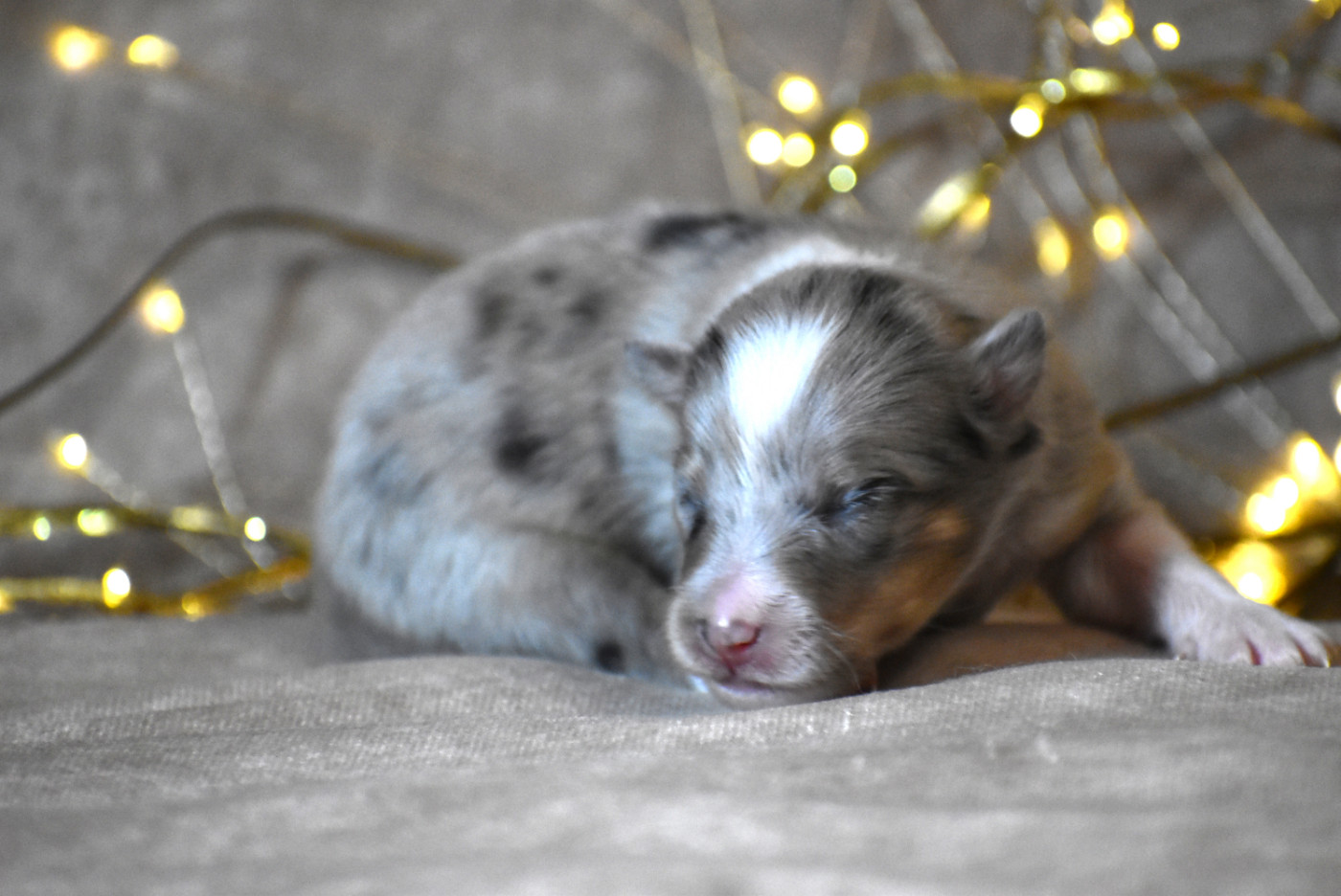 du Domaine du Carpé - Chiots disponibles - Shetland Sheepdog