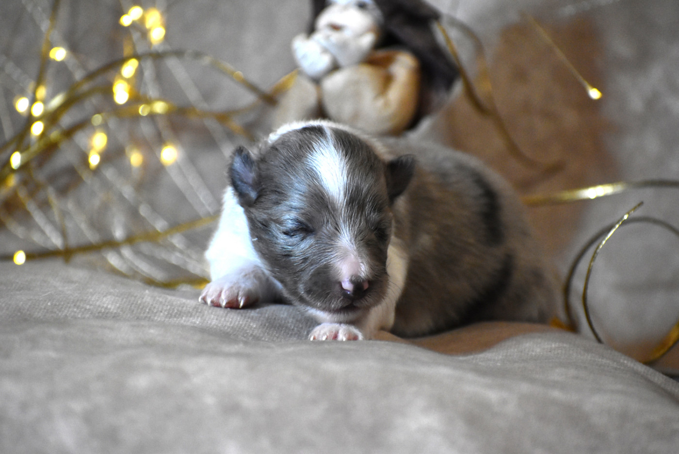 du Domaine du Carpé - Chiots disponibles - Shetland Sheepdog