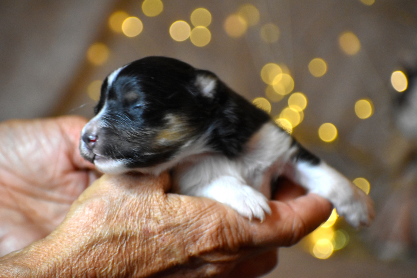du Domaine du Carpé - Chiots disponibles - Shetland Sheepdog