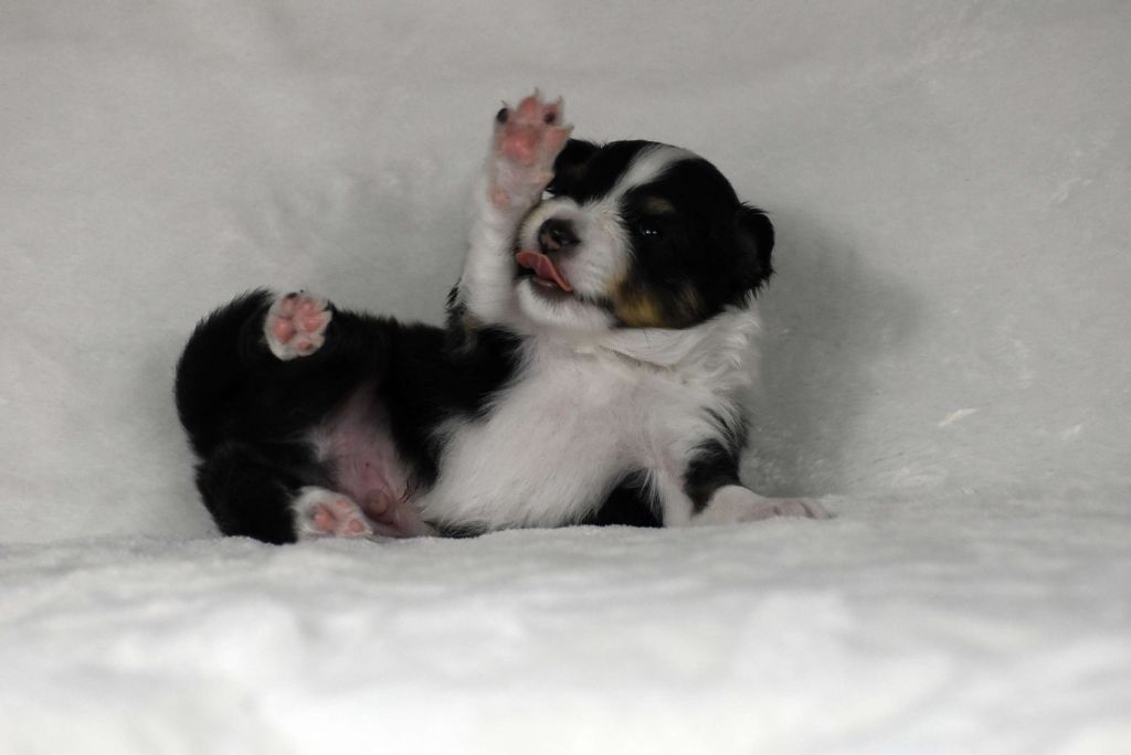du Domaine du Carpé - Chiots disponibles - Shetland Sheepdog