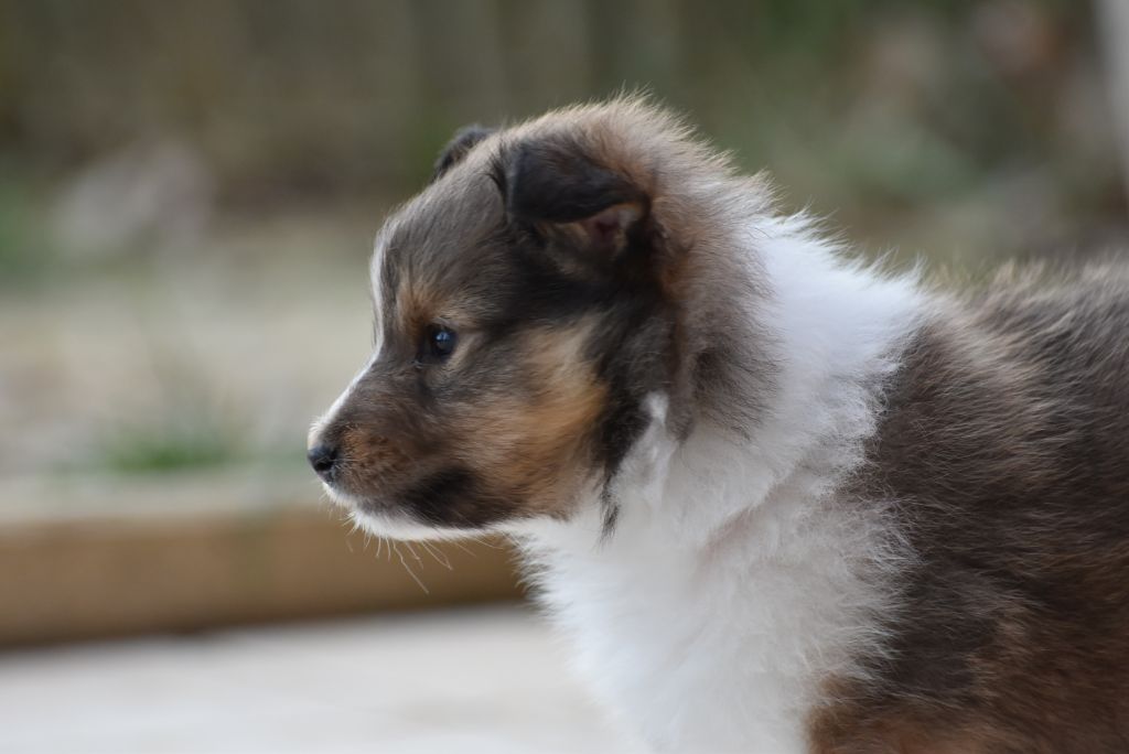 du Domaine du Carpé - Chiots disponibles - Shetland Sheepdog