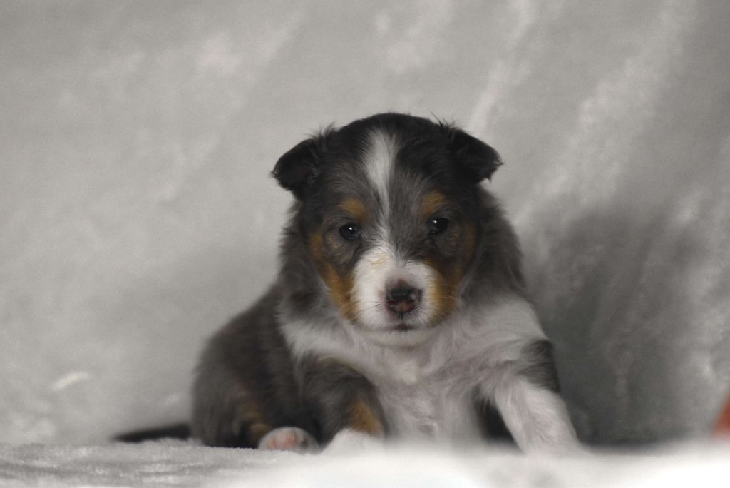 du Domaine du Carpé - Chiots disponibles - Shetland Sheepdog