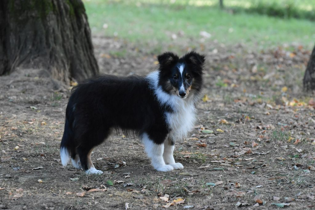 du Domaine du Carpé - Shetland Sheepdog - Portée née le 03/05/2024