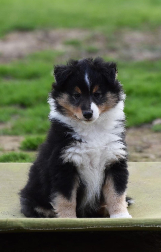 du Domaine du Carpé - Shetland Sheepdog - Portée née le 28/01/2023