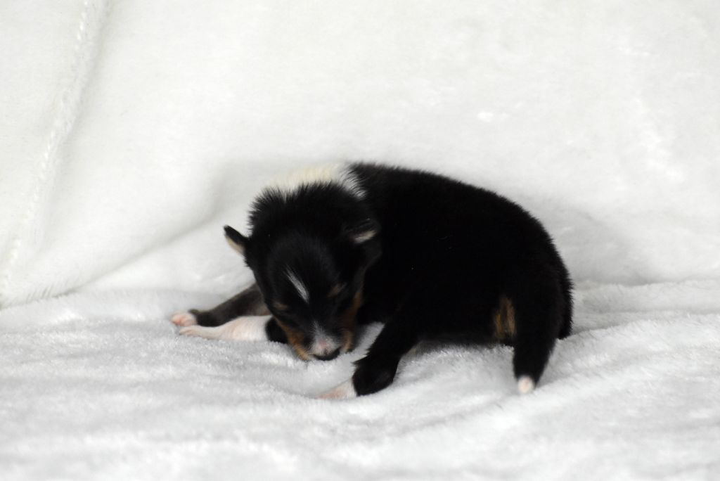 du Domaine du Carpé - Chiots disponibles - Shetland Sheepdog