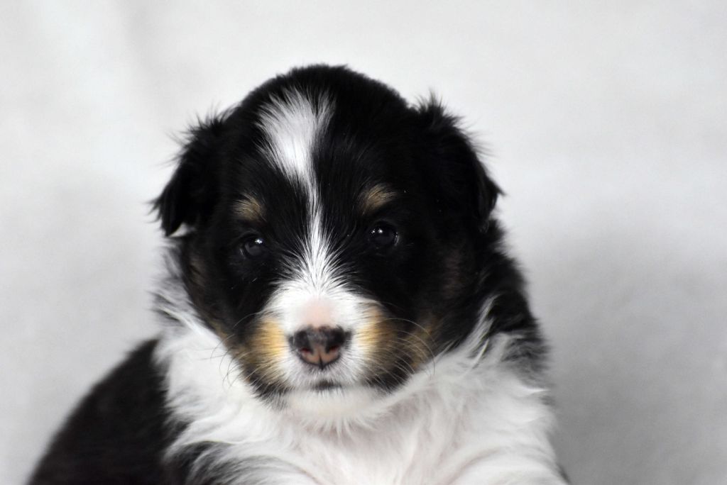du Domaine du Carpé - Chiots disponibles - Shetland Sheepdog