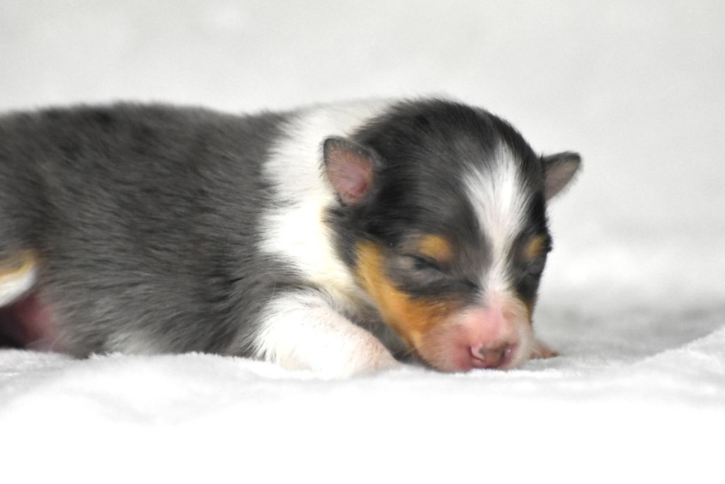 du Domaine du Carpé - Chiots disponibles - Shetland Sheepdog