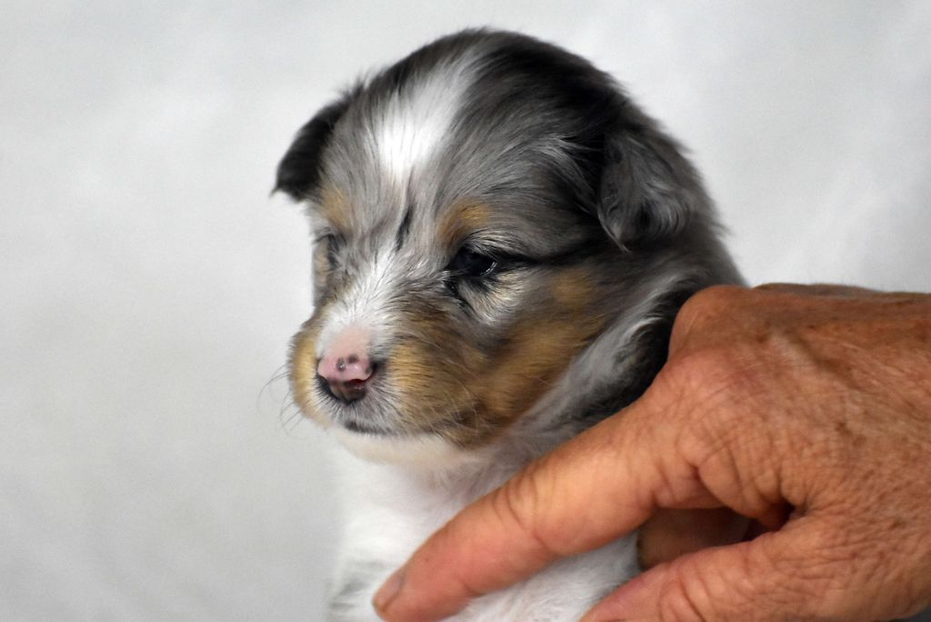 du Domaine du Carpé - Chiots disponibles - Shetland Sheepdog