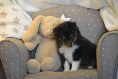 CHIOT 5