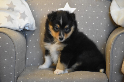 CHIOT 1 Bloom Laika