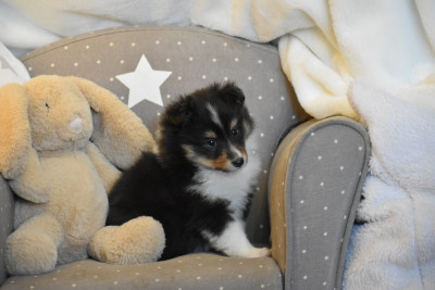 CHIOT 2 Beevalyn Zélie Lovely Jewel