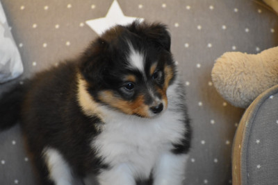 CHIOT 4 Believe in your star