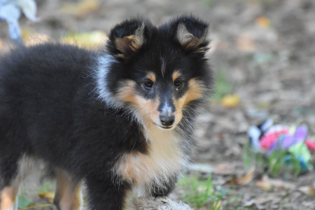 du Domaine du Carpé - Chiots disponibles - Shetland Sheepdog