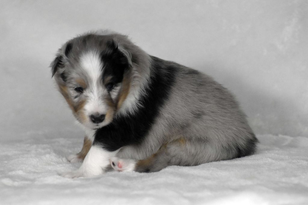 du Domaine du Carpé - Chiots disponibles - Shetland Sheepdog