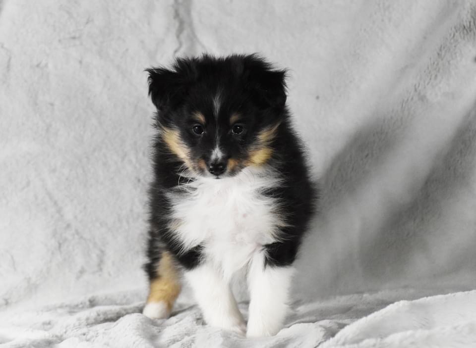 du Domaine du Carpé - Shetland Sheepdog - Portée née le 20/01/2023