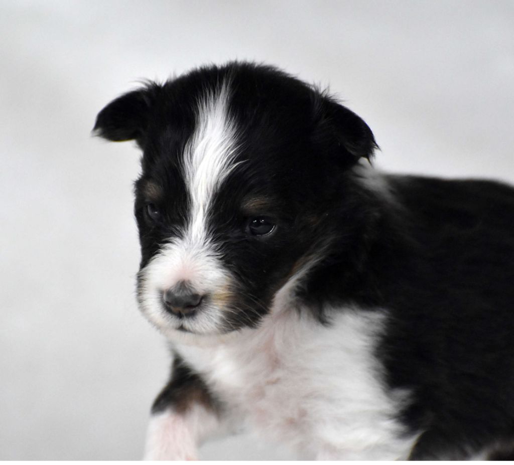 du Domaine du Carpé - Chiots disponibles - Shetland Sheepdog
