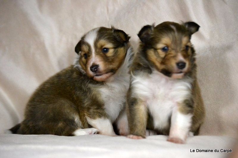 du Domaine du Carpé - Shetland Sheepdog - Portée née le 27/06/2015